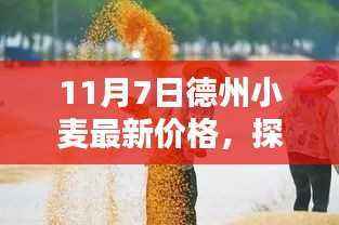 德州小麦最新价格揭秘,麦香乐园探秘之旅