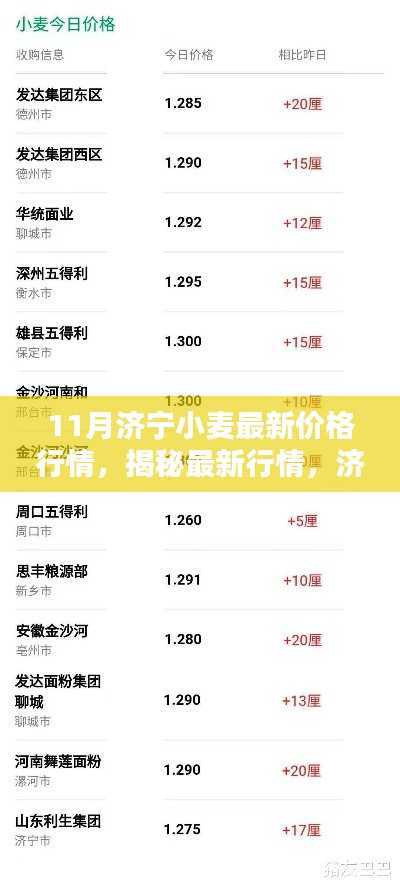 揭秘济宁小麦最新行情，十一月价格走势分析与预测