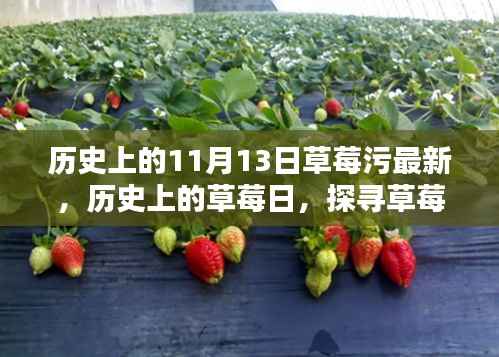 探寻草莓日,草莓与数字11月13日的神秘联系揭秘