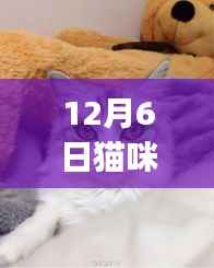 萌宠之旅,猫咪APP学习成长与自信成就感的探索