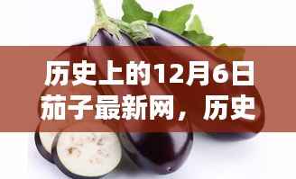 历史上的12月6日茄子最新网，探索茄子在互联网历程中的足迹