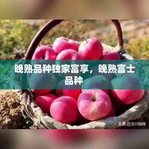 晚熟品种独家富享,晚熟富士品种