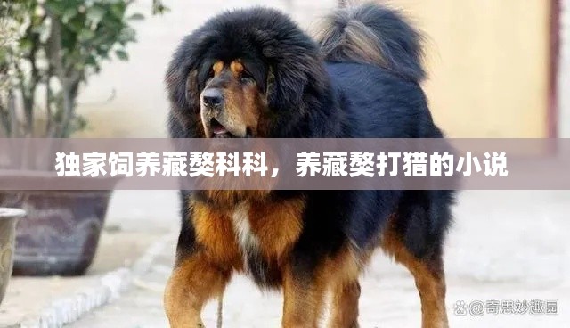 独家饲养藏獒科科,养藏獒打猎的小说