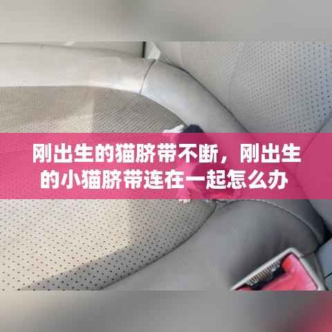 刚出生的猫脐带不断,刚出生的小猫脐带连在一起怎么办