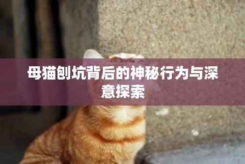 母猫刨坑背后的神秘行为与深意探索