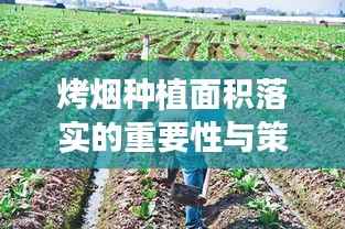 烤烟种植面积落实的重要性与策略解析