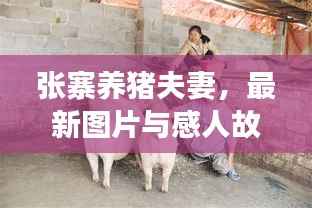 张寨养猪夫妻,最新图片与感人故事揭秘