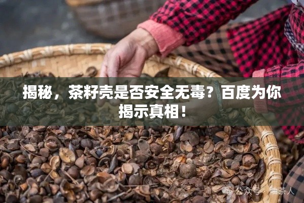 揭秘,茶籽壳是否安全无毒?百度为你揭示真相!