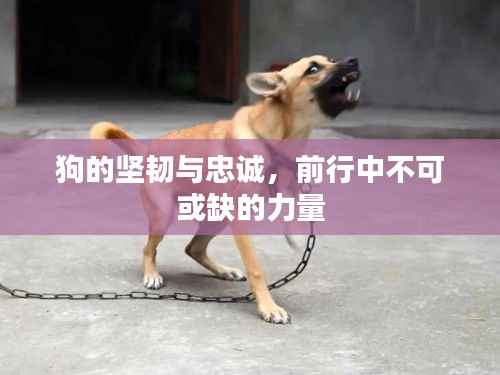狗的坚韧与忠诚,前行中不可或缺的力量