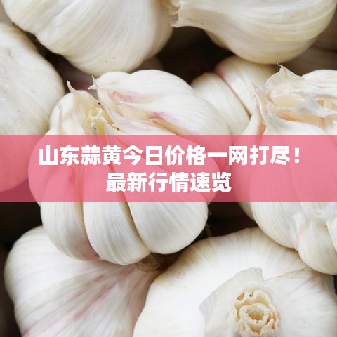 山东蒜黄今日价格一网打尽!最新行情速览