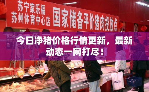 今日净猪价格行情更新,最新动态一网打尽!