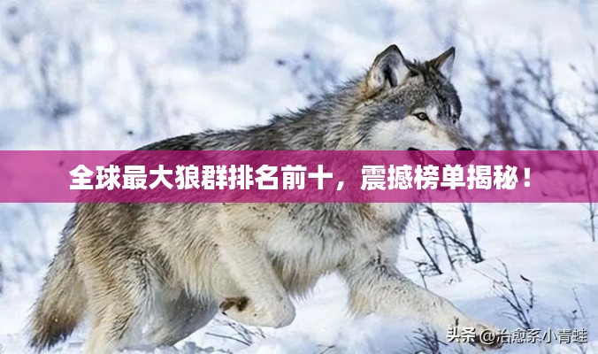 全球最大狼群排名前十，震撼榜单揭秘！