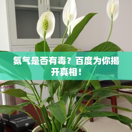 氨气是否有毒？百度为你揭开真相！